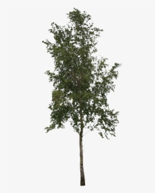 Transparent Maple Tree Png - Pond Pine, Png Download, Transparent PNG