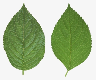 Green Leaves Png Image - Leaf Png Transparent, Png Download, Transparent PNG