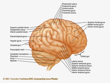 External View Of Brain Labeled, HD Png Download, Transparent PNG