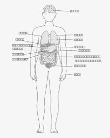 Human Body Organs Svg Clip Arts - Sketch, HD Png Download, Transparent PNG
