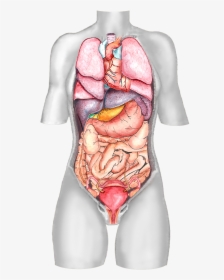 Female Body Organ Diagram - Visceral Organs, HD Png Download, Transparent PNG