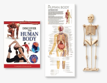 Discover The Human Body Educational Tin Set - Aldi Books Human Body, HD Png Download, Transparent PNG