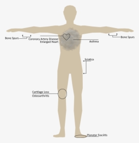 Human Body - Male, HD Png Download, Transparent PNG