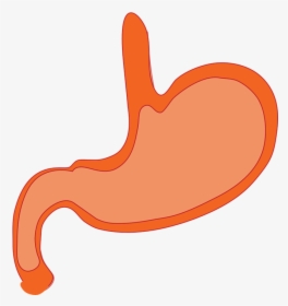 Stomach, Anatomy, Human Body, - Stomach Clipart Transparent, HD Png Download, Transparent PNG