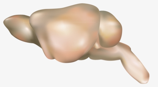 201308 Mouse Brain2 - Mouse Brain Lateral View, HD Png Download, Transparent PNG