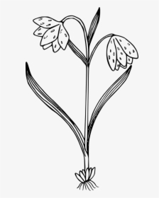 Black And White Flower Plant Png Clipart, Transparent Png, Transparent PNG