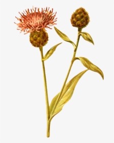 Wildflowers Drawing Plant - Fleurs Sauvages Png, Transparent Png, Transparent PNG