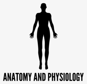 Anatomyandphysiologyicon - Silhouette, HD Png Download, Transparent PNG