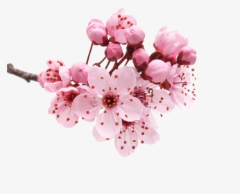Cherry Blossom Petals Png - Flower Cherry Blossom Png, Transparent Png, Transparent PNG