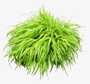 Green Grass Png Image - Plant Png, Transparent Png, Transparent PNG