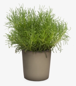 Wild Grass Png , Png Download - Santolina Green In A Pot, Transparent Png, Transparent PNG