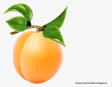 Single Apricot Transparent Image - Single Fruits Images With Names, HD Png Download, Transparent PNG