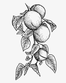 Apricot - Black And White Peach Tree, HD Png Download, Transparent PNG