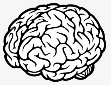 Brain Png - Brain Svg File Free, Transparent Png, Transparent PNG