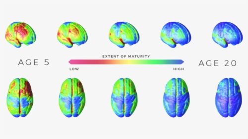 Extent Of Maturity - Adolescent Brain Development, HD Png Download, Transparent PNG