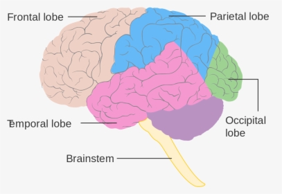 Diagram Of The Lobes, HD Png Download, Transparent PNG
