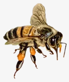 #insects #flowers #bee #bumblebee #flying Oporiginal - Honeybee, HD Png Download, Transparent PNG