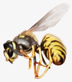 #mq #bee #insect #flying #animal #animals - Honeybee, HD Png Download, Transparent PNG