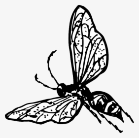 Outline, Drawing, Bee, Bug, Fly, Wasp, Insect, Coloring - Wasp Clip Art, HD Png Download, Transparent PNG