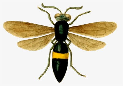 Fly,wasp,pollinator - Wasp Png, Transparent Png, Transparent PNG