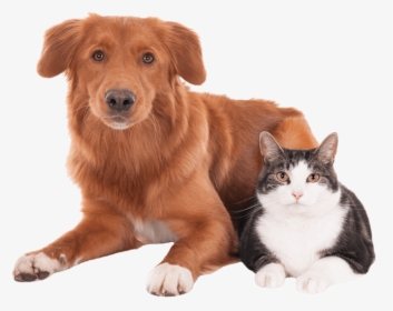 Dog And Cat - Mascota Veterinaria Png, Transparent Png, Transparent PNG