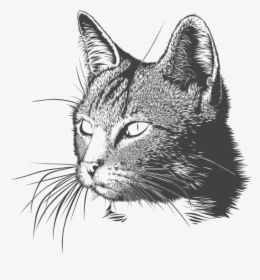 Monochrome Cat - Cat Head Drawing Png, Transparent Png, Transparent PNG