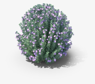 Alpine Forget-me-not, HD Png Download, Transparent PNG