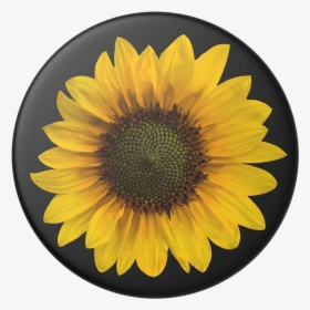 Ultra Hd 4k Sunflower, HD Png Download, Transparent PNG