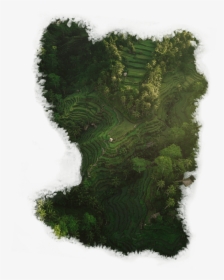 Grass, HD Png Download, Transparent PNG