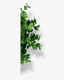 Plant Top View PNG Images, Transparent Plant Top View Image Download