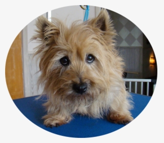 I Have Soulful Eyes I Will Love You With All My Heart - Australian Terrier, HD Png Download, Transparent PNG