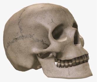 Skull Bone Skeleton - Skeleton Skull Transparent Background, HD Png Download, Transparent PNG