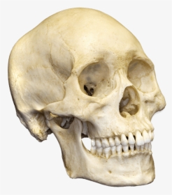 Skull Png Image - Micro And Macro Evolution Jpg, Transparent Png, Transparent PNG