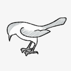 Transparent Mockingjay Clipart - Mockingbird Drawing, HD Png Download, Transparent PNG