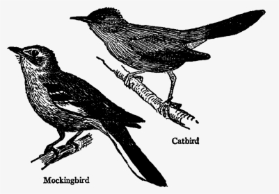 Bird Image Transfer Craft Image Supplies Collage Sheet - Black And White Mockingbird, HD Png Download, Transparent PNG