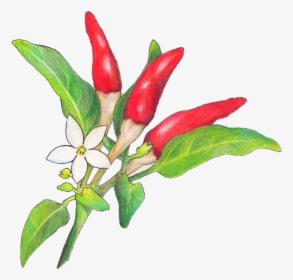 Chili Peppers - Bird's Eye Chili, HD Png Download, Transparent PNG