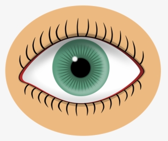 Blue Eye - Eyes Sense Organ Clipart, HD Png Download, Transparent PNG