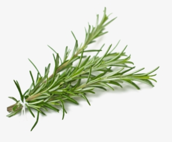 Rosemary Png Background Image - Rosemary Sprig Png, Transparent Png, Transparent PNG