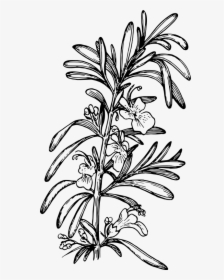 Rosemary - Rosemary Drawing Png, Transparent Png, Transparent PNG