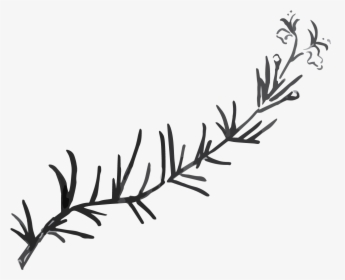 Rosemary Black And White Png, Transparent Png, Transparent PNG