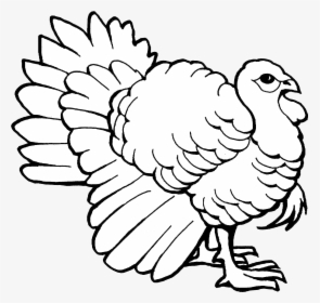Colouring Page Of Turkey, HD Png Download, Transparent PNG