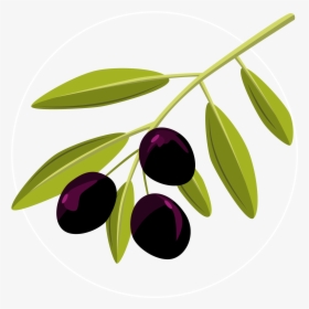 Vector-olive - Olive Clipart, HD Png Download, Transparent PNG