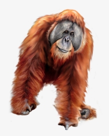 Orangutan Png Clipart, Transparent Png, Transparent PNG