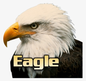 Eagle Head White Background, HD Png Download, Transparent PNG
