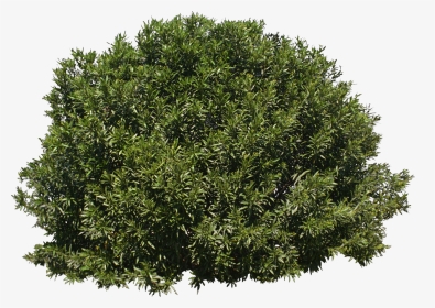 Tree Shrub Evergreen - Transparent Background Bush Png, Png Download, Transparent PNG