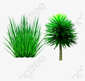 Shrub Png Palm Trees Plant Grass Transparent - Pond Pine, Png Download, Transparent PNG
