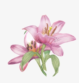 Watercolor Bouquet Png, Transparent Png, Transparent PNG