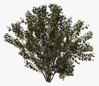 Drawing Bushes Creosote Bush - Oak, HD Png Download, Transparent PNG