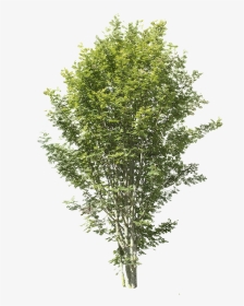 Apple Tree Without Fruit, HD Png Download, Transparent PNG