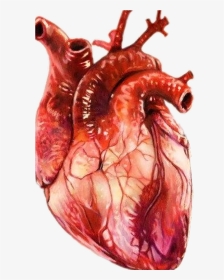 Realistic Download Free With - Realistic Human Heart Drawing, HD Png Download, Transparent PNG